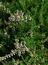 Calluna vulgaris (Spitzen), Heidekraut, Besenheide, Färbepflanze Calluna vulgaris (Spitzen), Heidekraut, Besenheide, Färbepflanze, Färberpflanze, Pflanzenfarben, färben, Klostergarten Seligenstadt